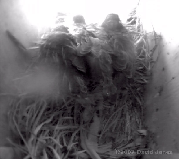 The three chicks leave the nest cup