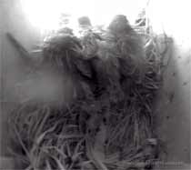 The three chicks leave the nest cup