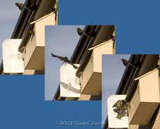 An attack by an intruder Starling - 1