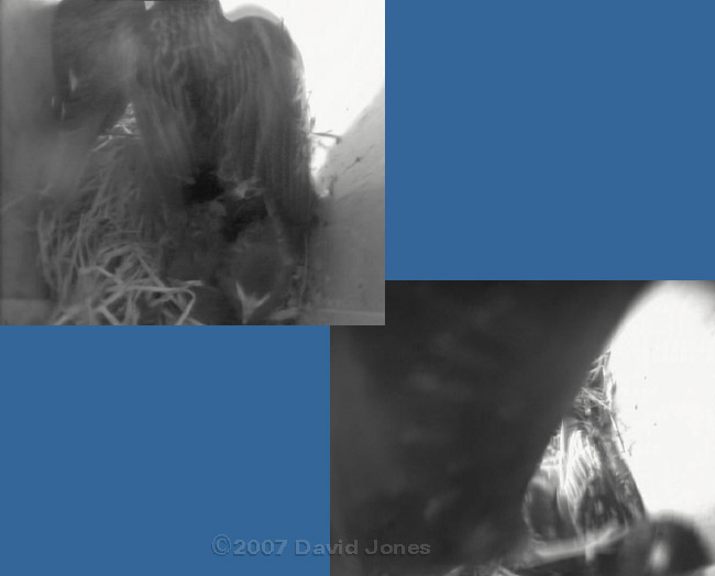 'Our' female attacks an intruder in box 1