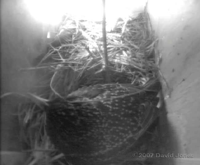 'Our' female in box 1 this evening