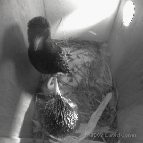 The two intruder Starlings in box 2 this evening