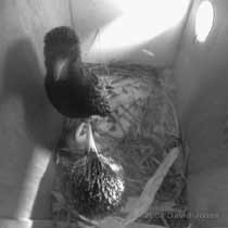 The two intruder Starlings in box 2 this evening