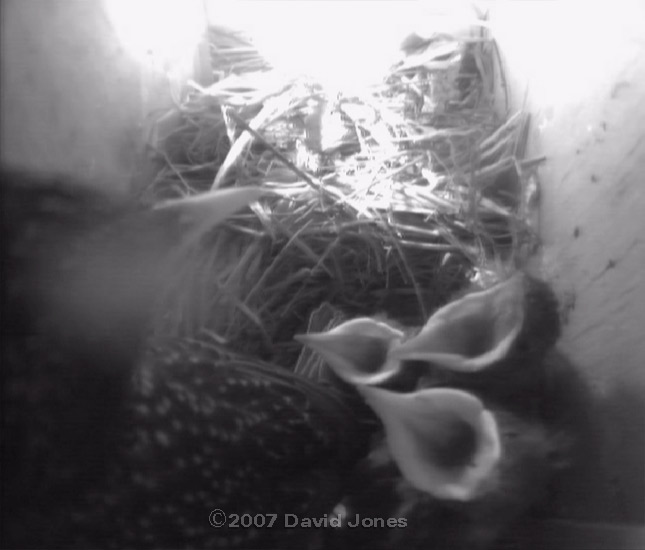 Mum ready to defend her hungry chicks