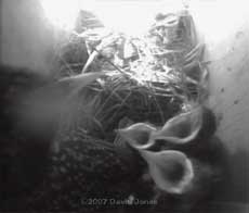 Mum ready to defend her hungry chicks