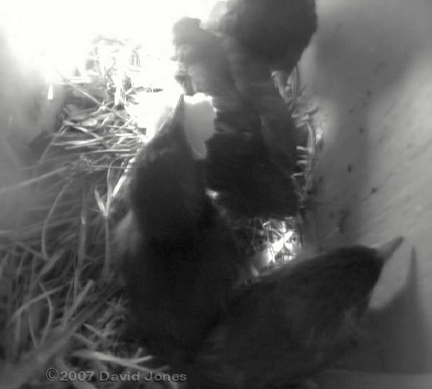 A chick gets bread for breakfast