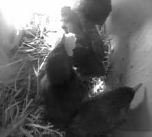 A chick gets bread for breakfast