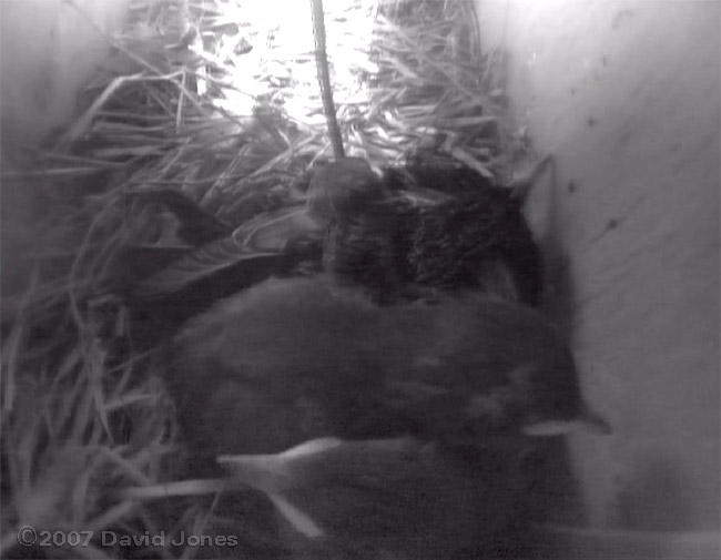 Starling family huddled together in the evening