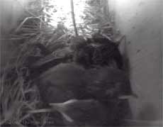 Starling family huddled together in the evening