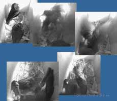 First attack on birds in box 2