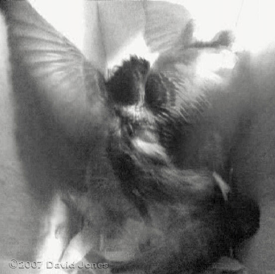 The end of the first attack on birds in box 2