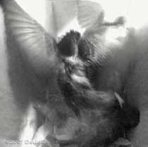 The end of the first attack on birds in box 2