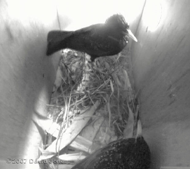 The birds in box 2 after the first attack