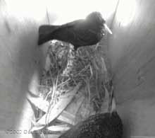 The birds in box 2 after the first attack