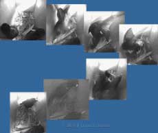 The third attack on box 2