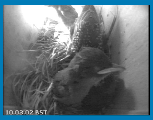 Starling family this morning