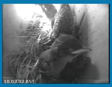 Starling family this morning