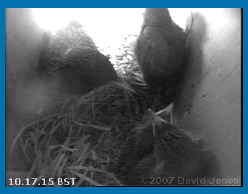 Starling family this morning