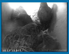 Starling family this morning