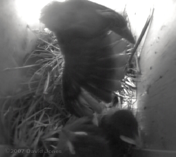 Starling chick stretches a wing