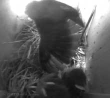 Starling chick stretches a wing
