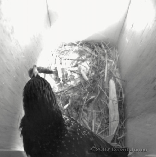 Male Starling with food in box 2