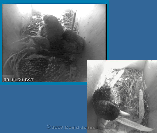 Mum rests with chicks while box 2 occupied