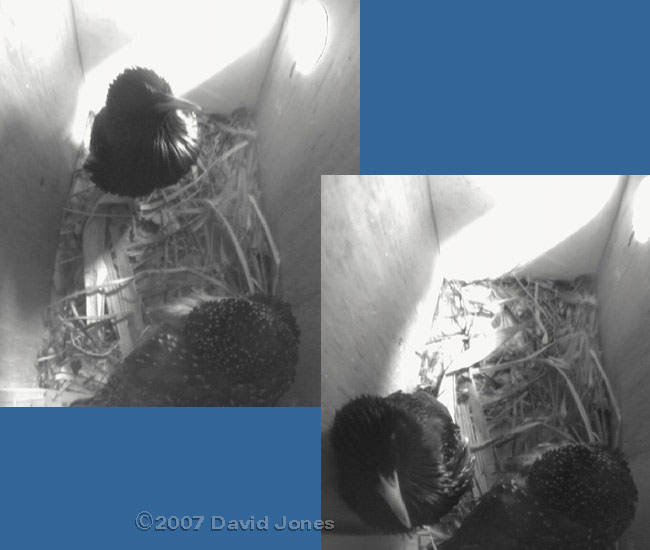 Female Starling sleeps as her partner sings