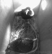Male Starling with food and female in box 2