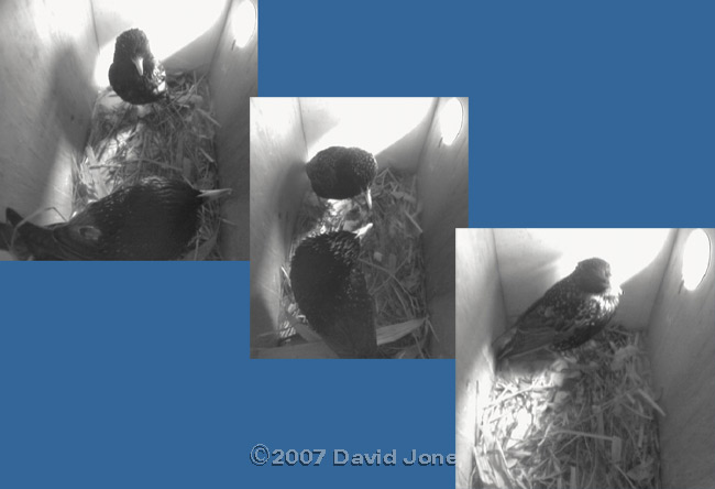 Male and female Starlings after their squabble in box 2