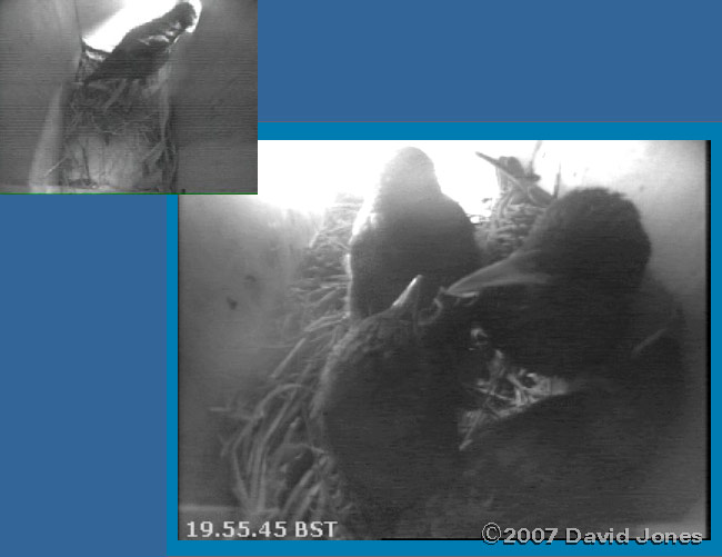 Mum with her chicks tonight