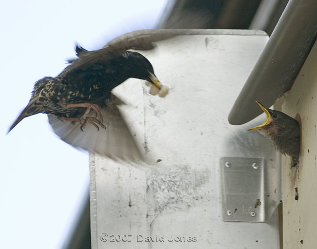A hungry chick greets mum