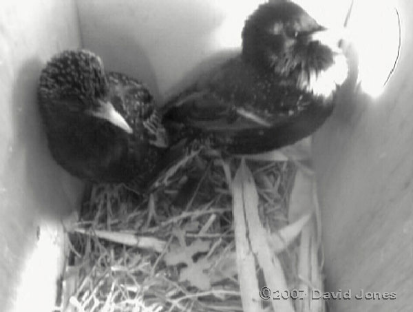 Starling pair in box 2 this evening