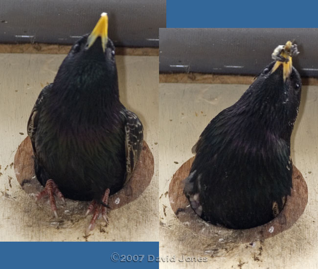 Different Starlings visit the chicks in box 1