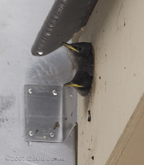 Two chicks look out of the box