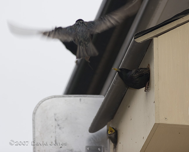 Starlings around the nestboxes