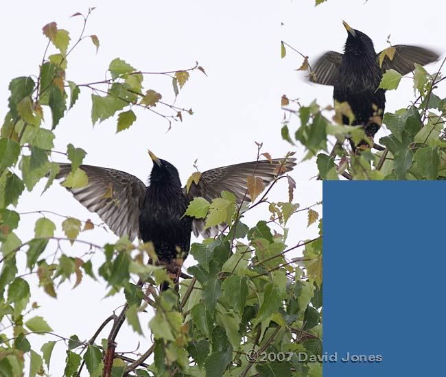 Starling displaying in Birch tree