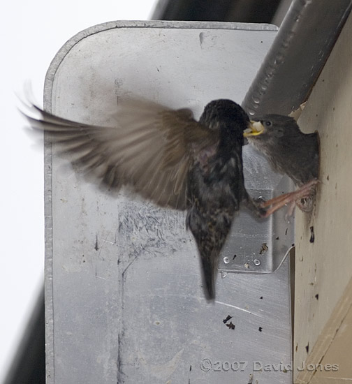 A chick is fed at the entrance