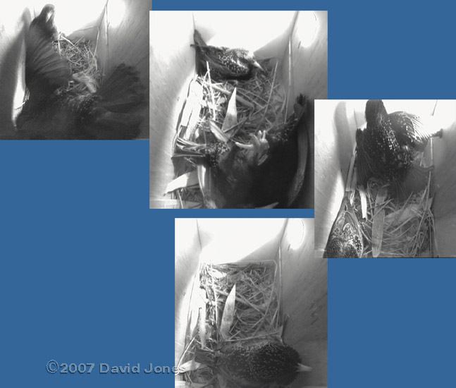 A fight in box 2 this morning - female in box