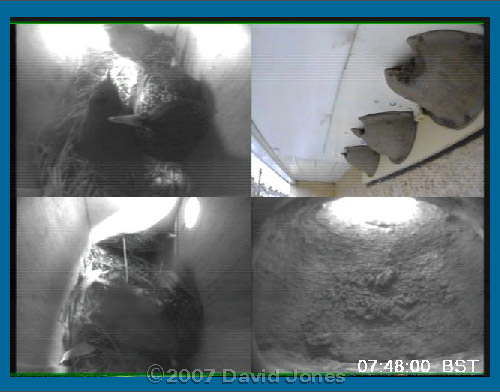 Webcam image of fight in box 2, showing our female in box 1