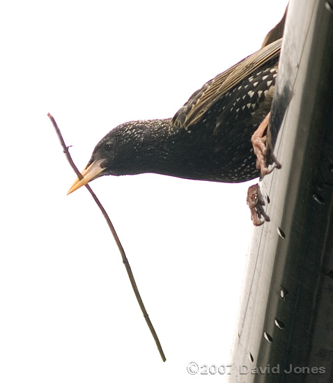 Starling with a stick for box 2