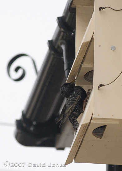 Starling attempts to enter Swift box