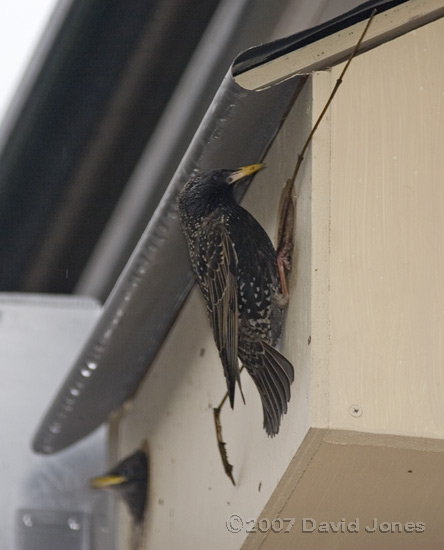 Starling with twig outside nestbox entrance