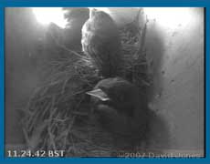 Webcam image of the chicks this morning