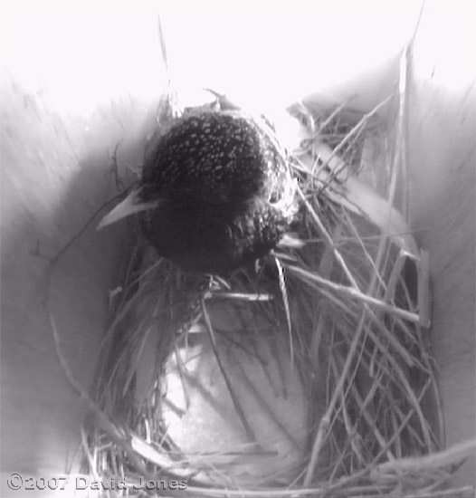 The egg has disappeared from box 2