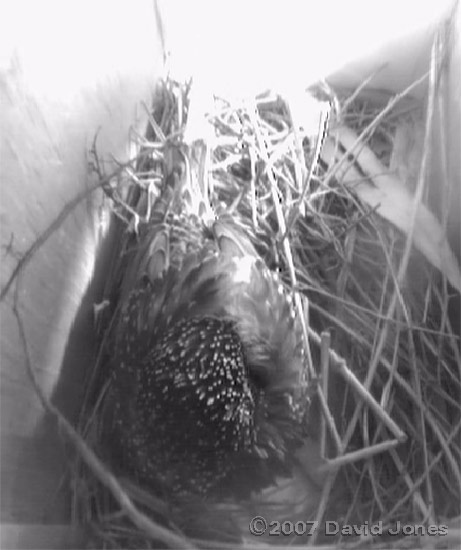 Female asleep in box 2