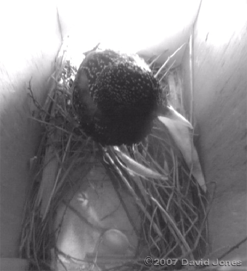 The first egg in box 2