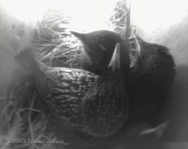 The Starling family in box 1