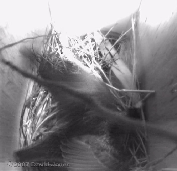 The female shuffles in box 2