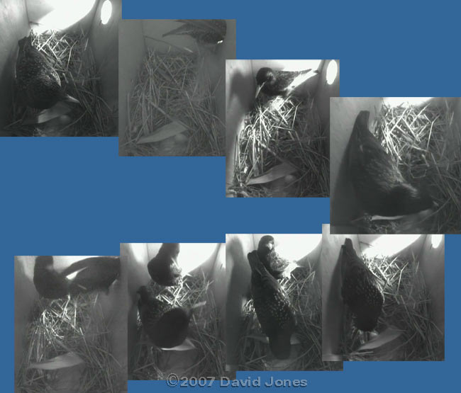 An attempt to remove the egg laid this morning